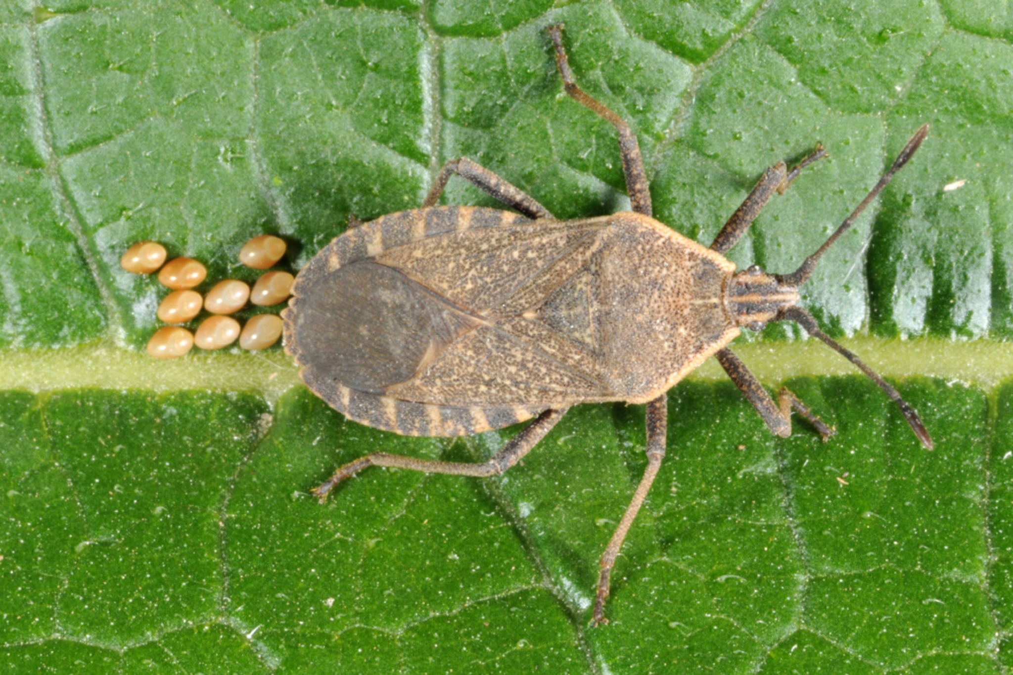 Squash Bug with eggs